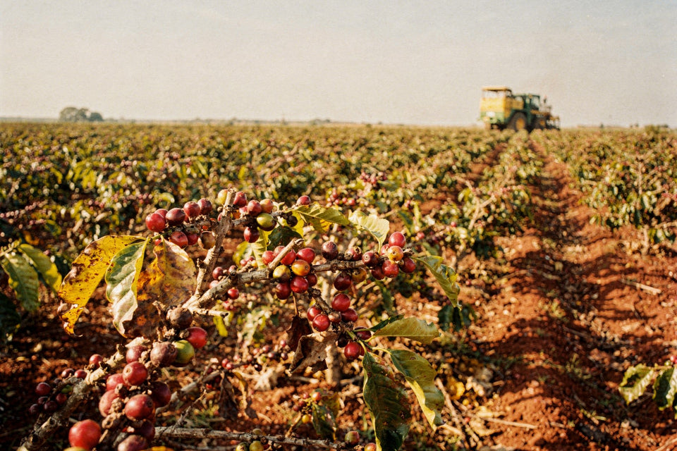 Cherries drying on the tree