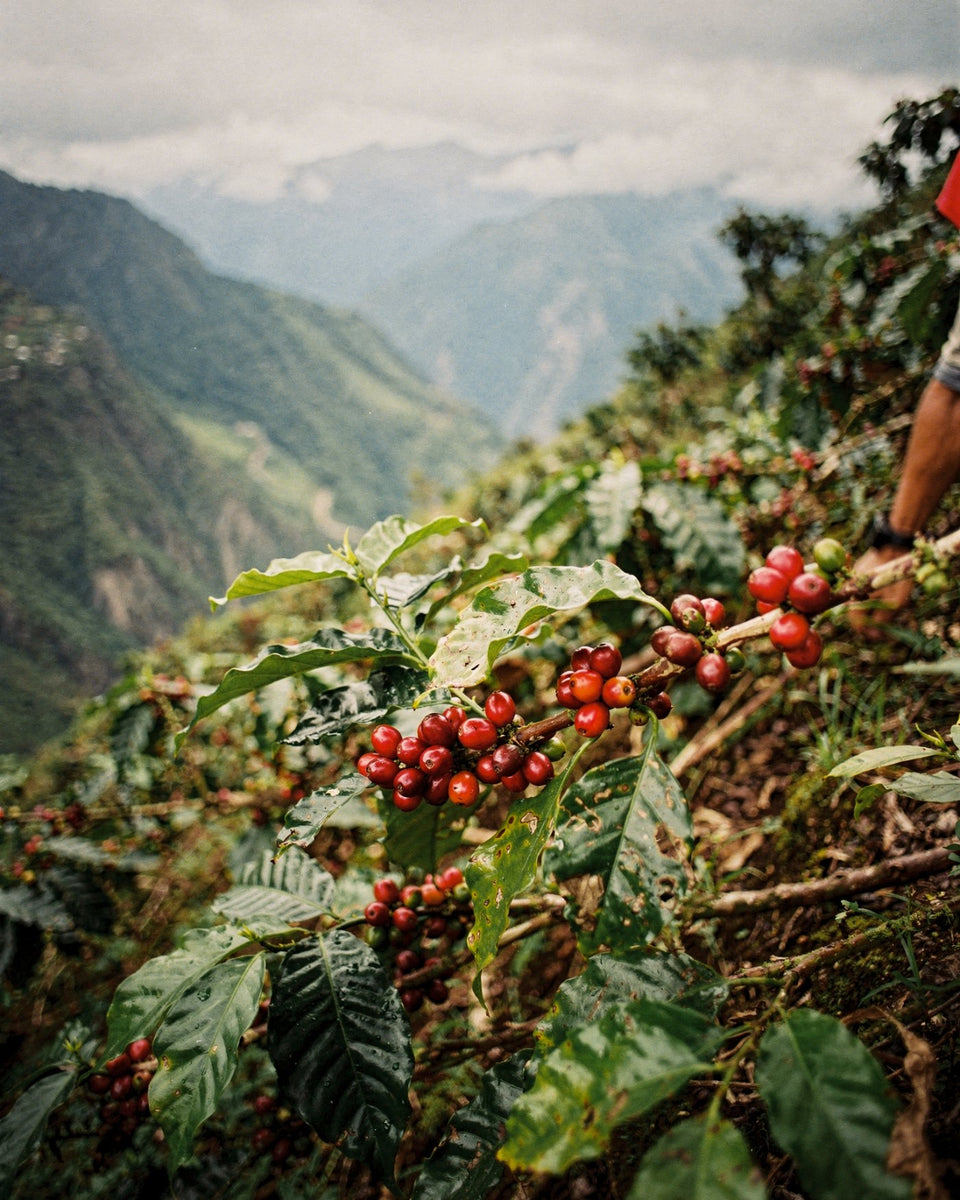 Espresso being pulled