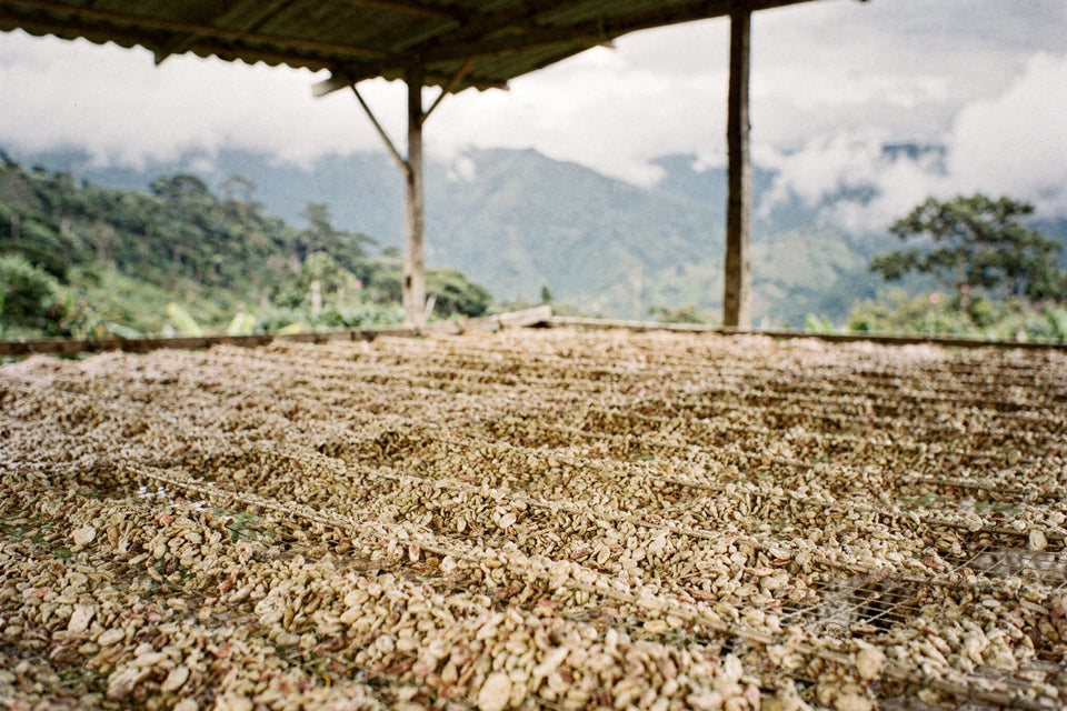 Washed green coffee beans