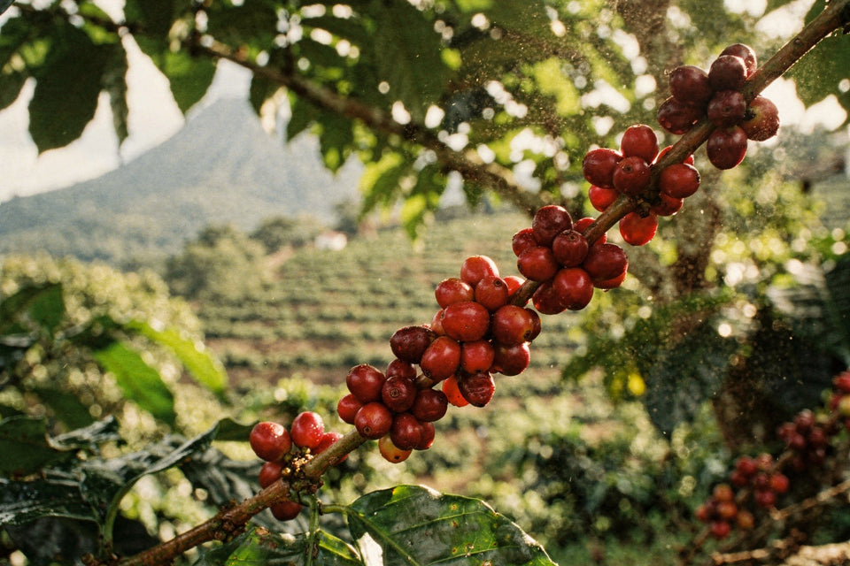 Shade-grown coffee at Finca La Laja