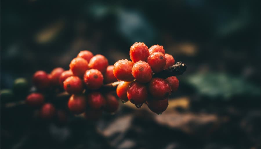 Brazil — Cerrado cherries