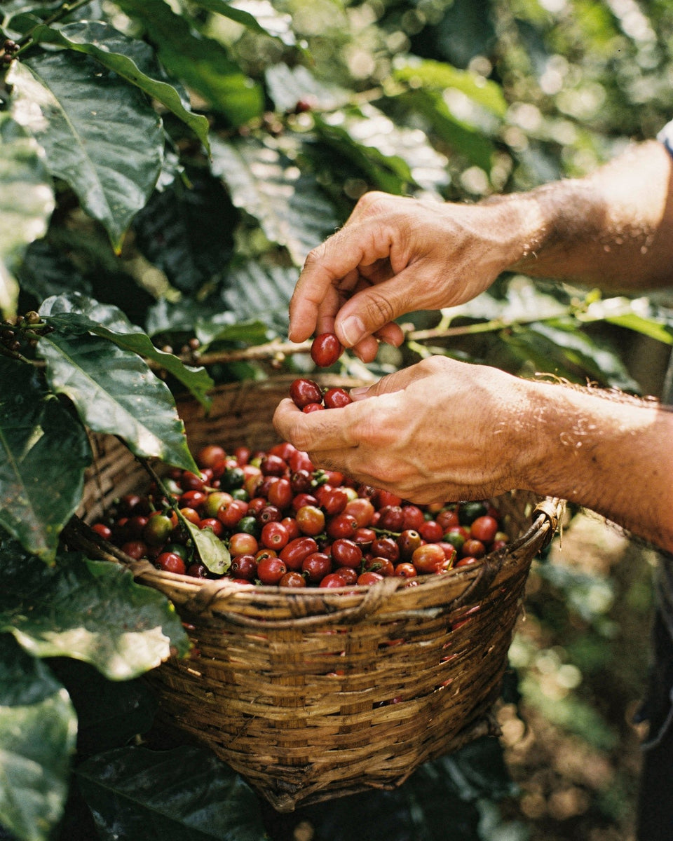Espresso extraction